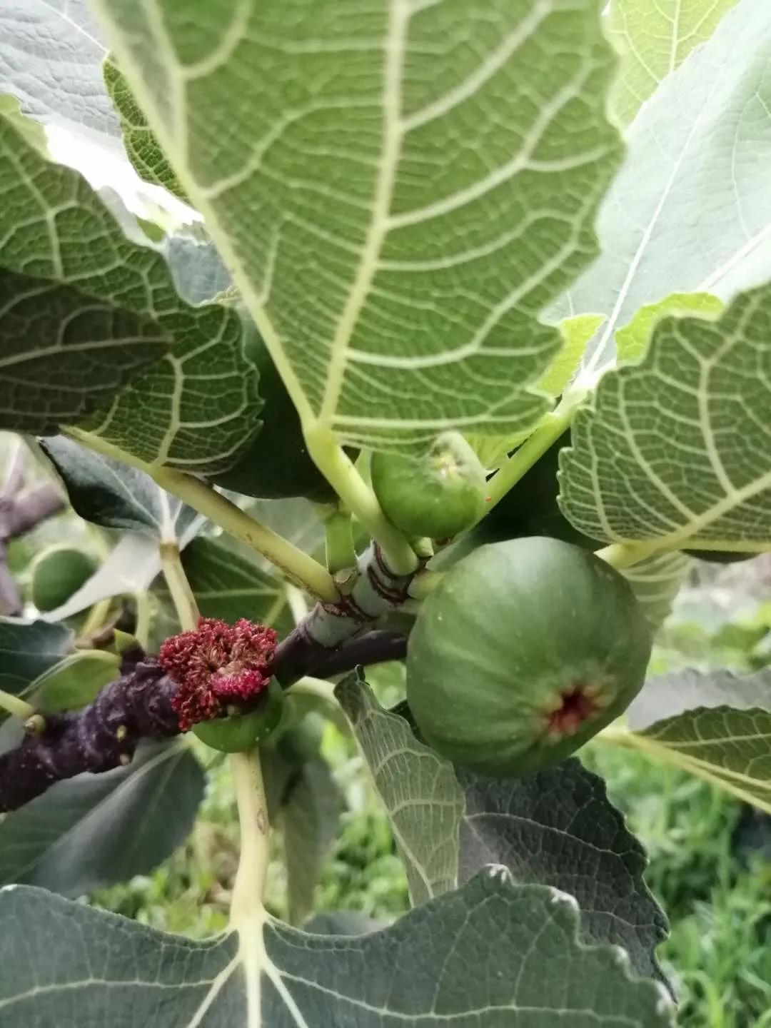 厌学沉迷手机游戏的家庭指导方案,高二孩子沉迷手机游戏厌学怎么办