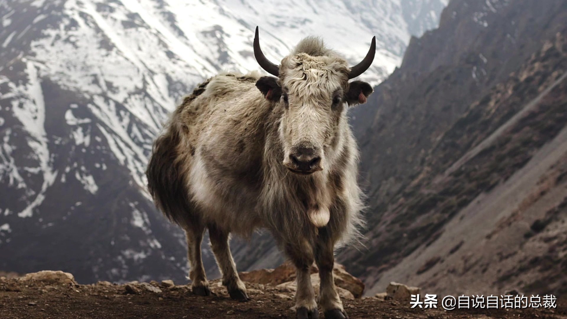 阿努纳奇创造人类7次文明,阿努纳奇人类起源