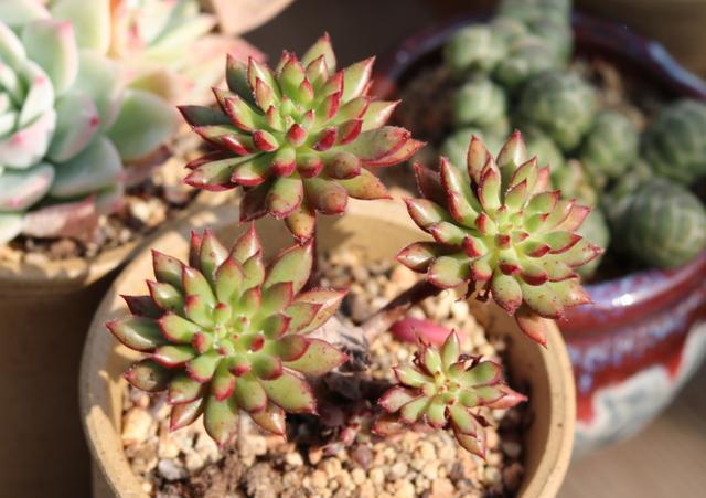 多肉连根拔起了怎么办,多肉茎腐怎么办