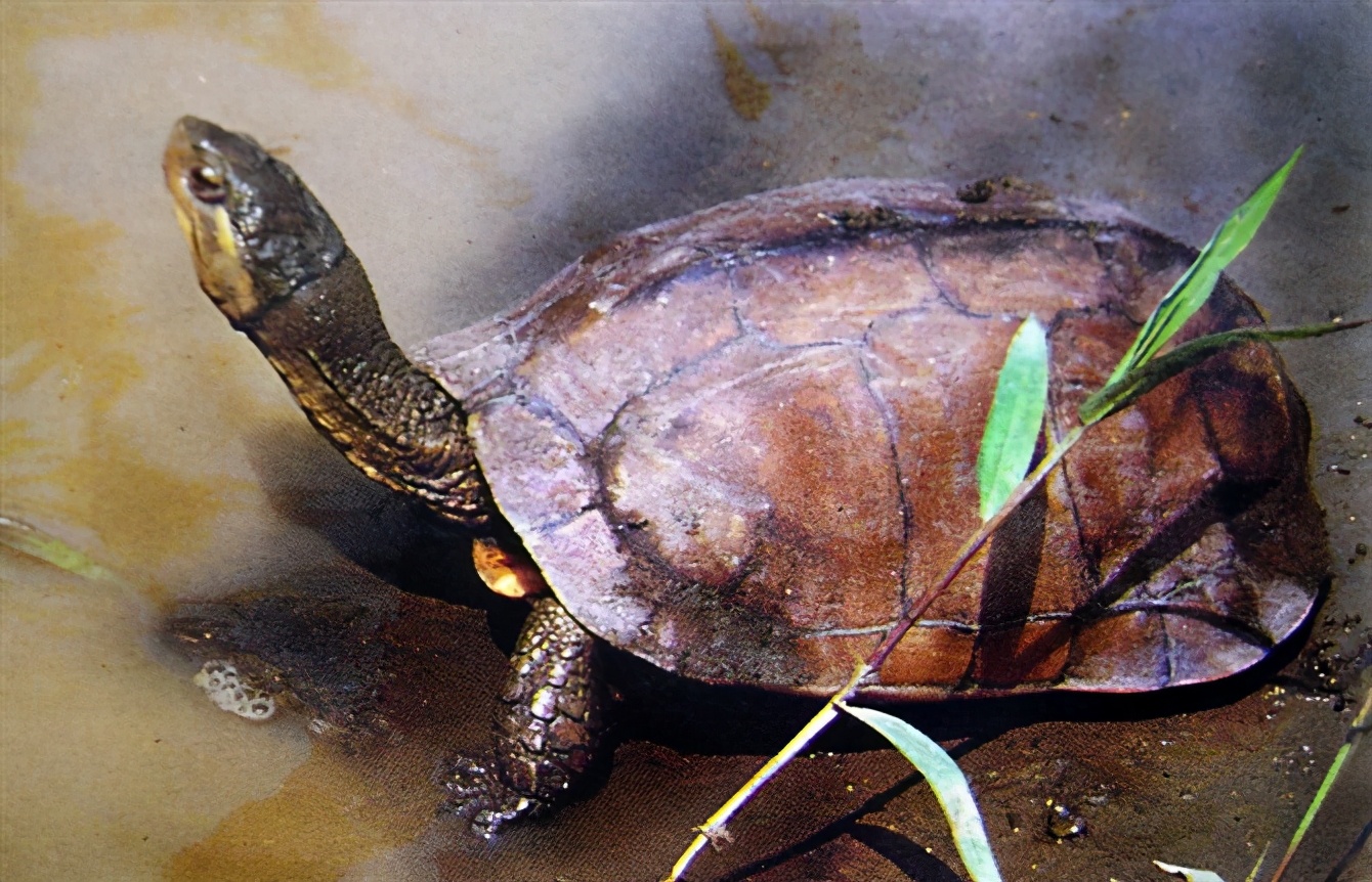 各种龟类图片大全大图,龟类展示会