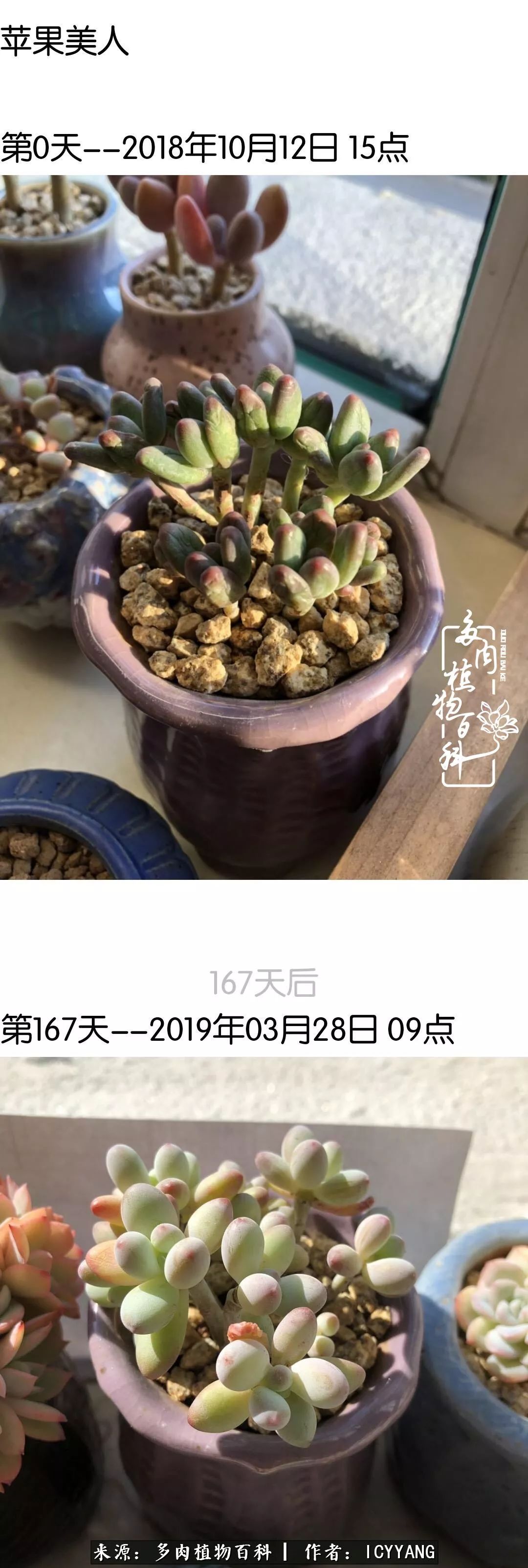 多肉隔着玻璃晒太阳效果好吗,隔着玻璃养的多肉照样长得好