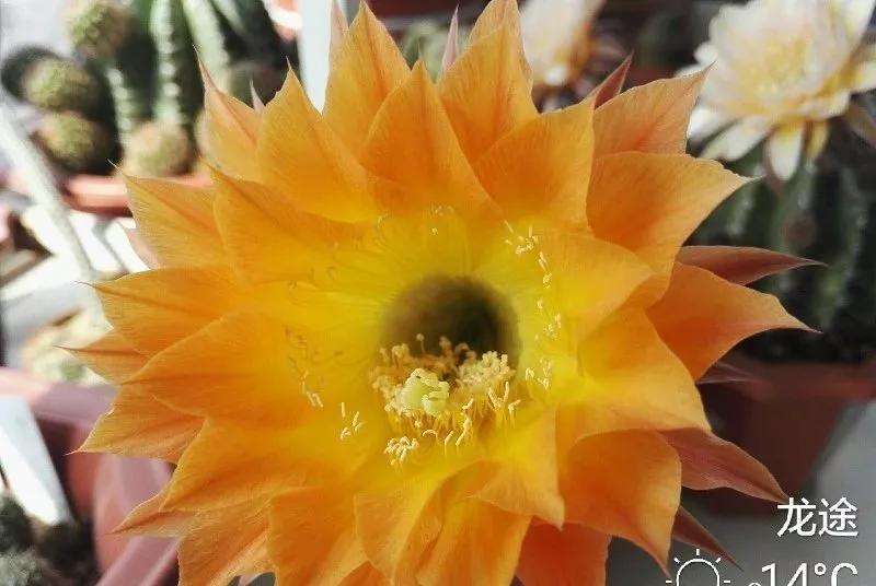 100种仙人球花图片,100种仙人球的品种视频