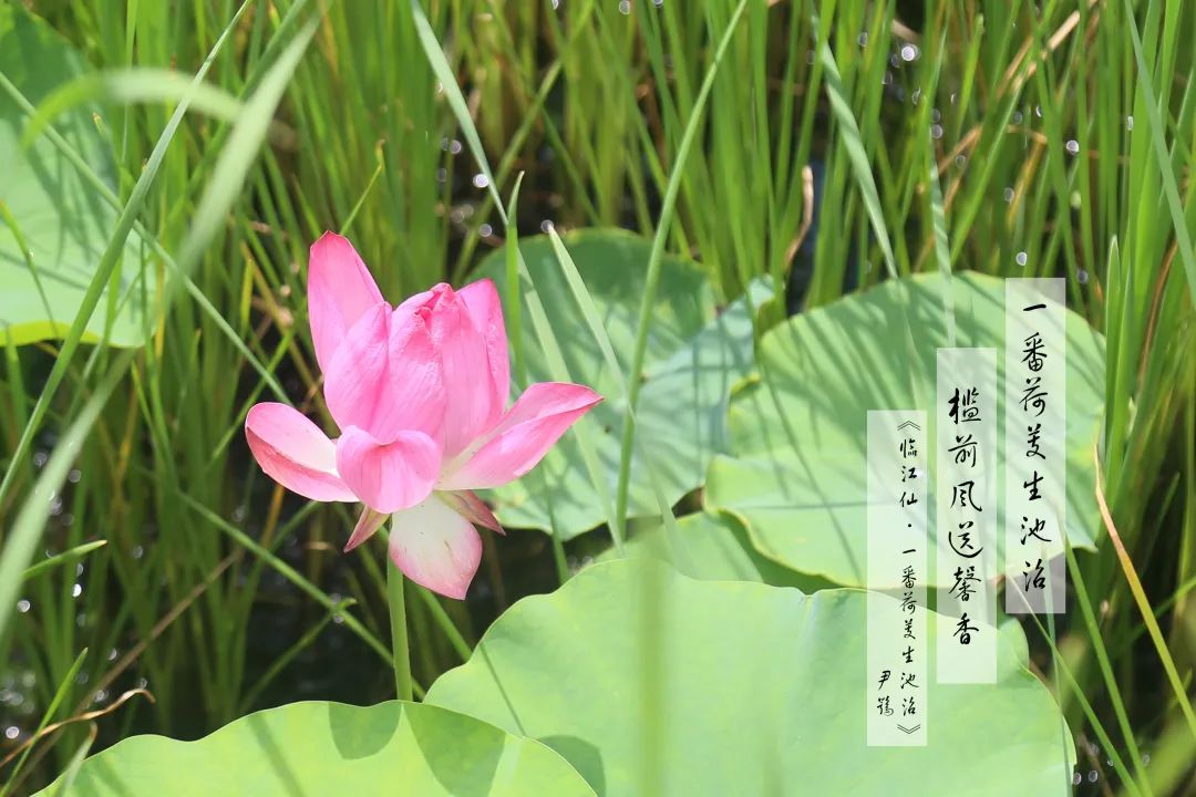 赏荷100首荷花短诗,一起赏荷花的诗词歌赋