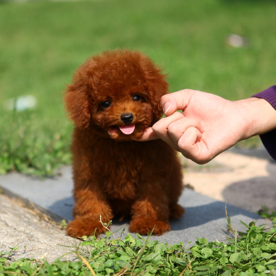 泰迪怎么养新手养泰迪犬基本知识,泰迪比熊博美哪个适合新手养