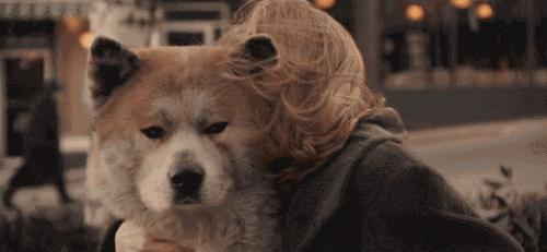 做好这5点让你收入翻倍,狗狗怎么养才能长寿