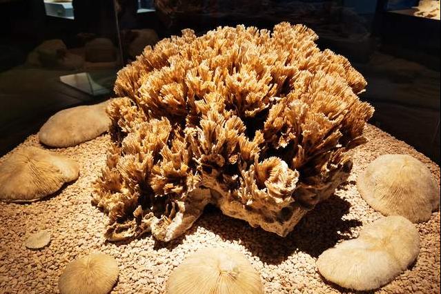 北疆博物馆历史,北疆博物馆最早建立的时间