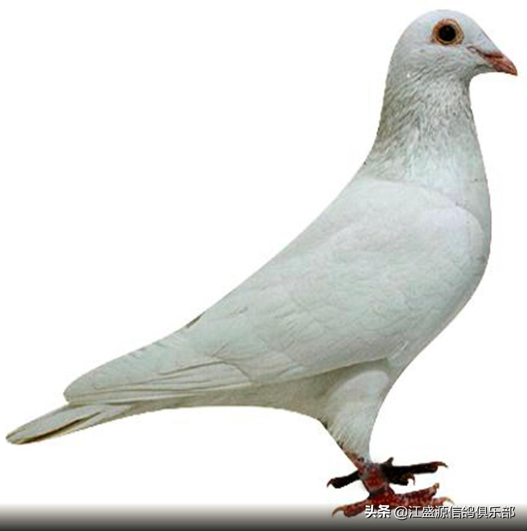 春季赛鸽怎么调理,赛鸽500公里顶风上笼前怎样调理