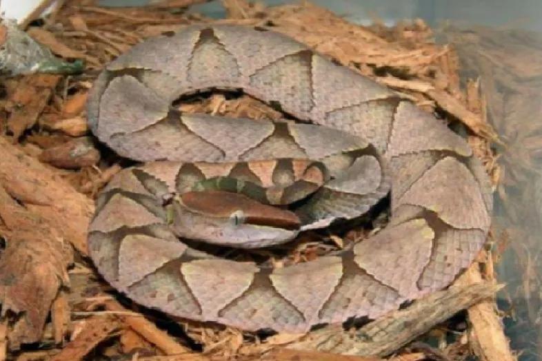 南方九大毒蛇是哪九种,岳阳十大毒蛇