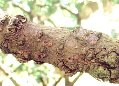 梨树10种常见病虫害的防治技术,运城梨树病虫害防治全年用药表