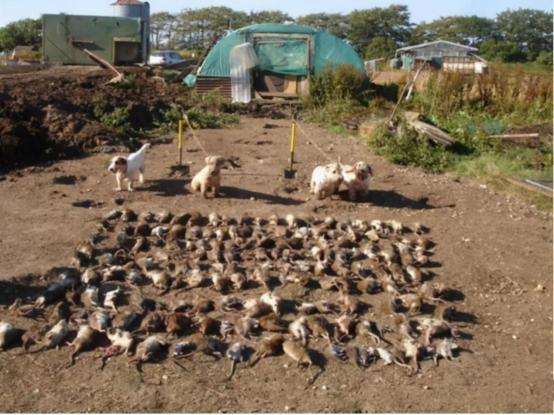 澳大利亚鼠灾现场视频,澳大利亚鼠灾真实事件