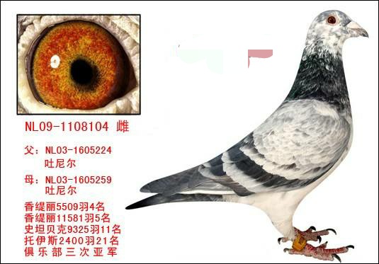 世界名鸽录,世界名鸽素材