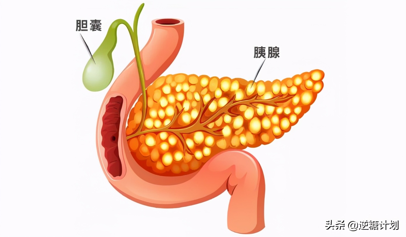 长时间不吃饭会结石吗,长时间不进食会消耗体内脂肪吗