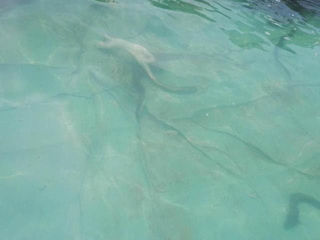 一生只有一次繁殖机会的海底生物,一生只生育一次的物种