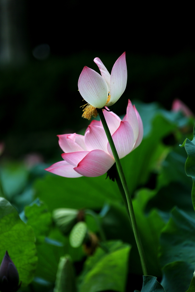 荷花朵朵歌曲完整版,口琴演奏绿岛小夜曲a调完整版