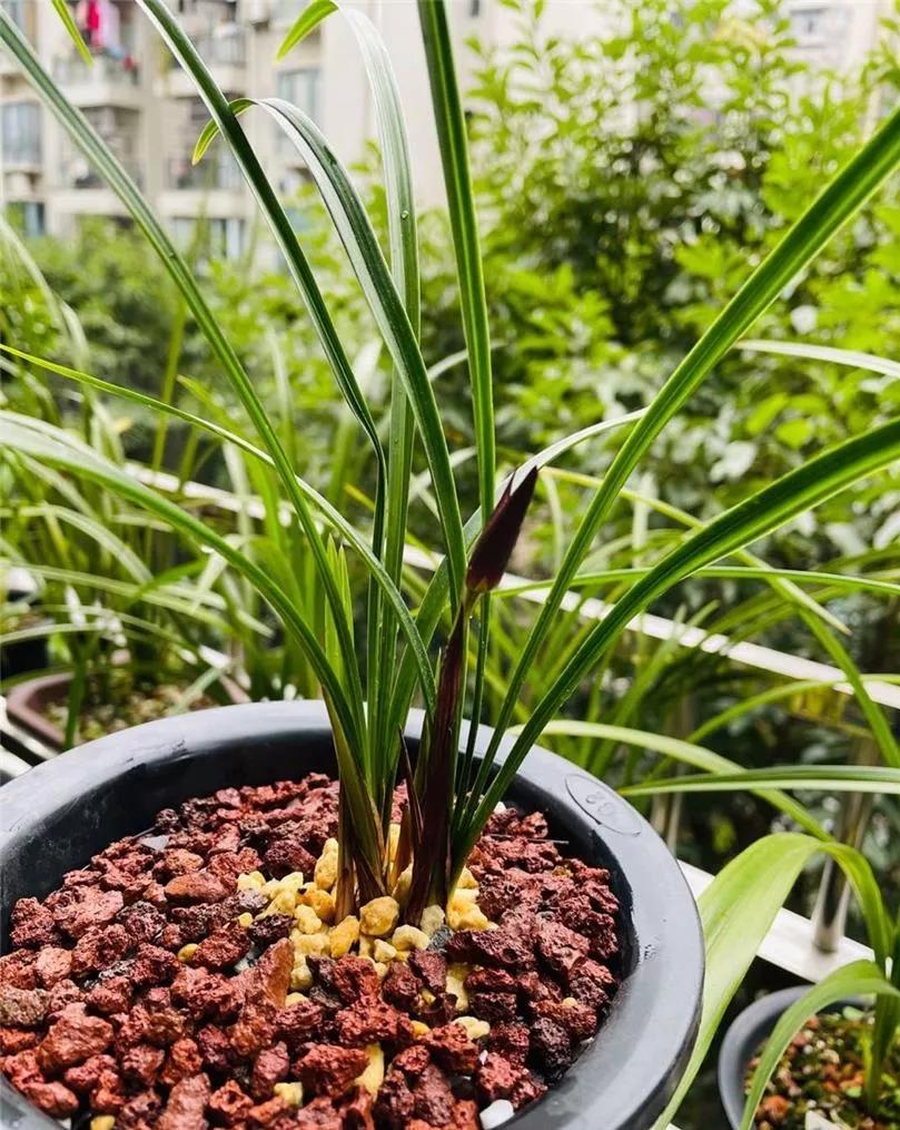 云南玉溪血红春兰,云南玉溪有哪些名贵兰花