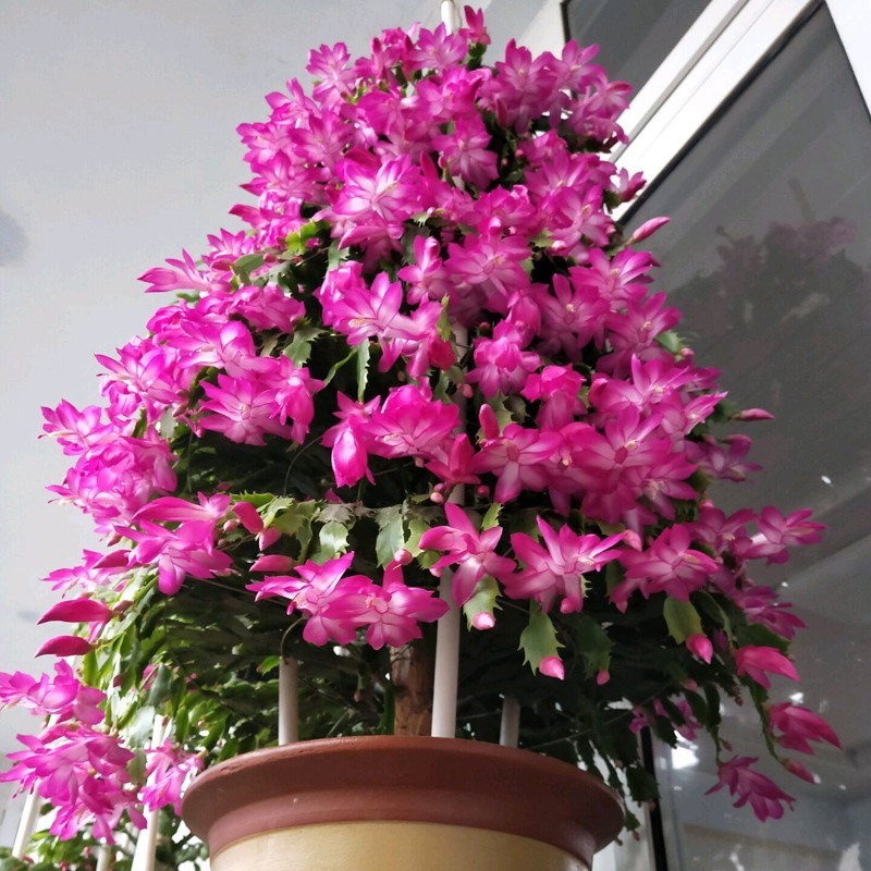 好养的盆栽花卉排名前十,盆栽花比较好养的有哪些