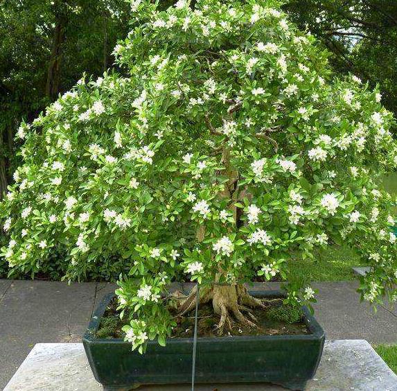 九里香掉叶子烂根怎么解决,九里香盆栽烂根怎么补救