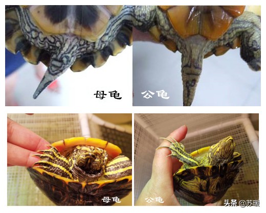 养龟小技巧巴西龟,新手养巴西龟最简单的方法