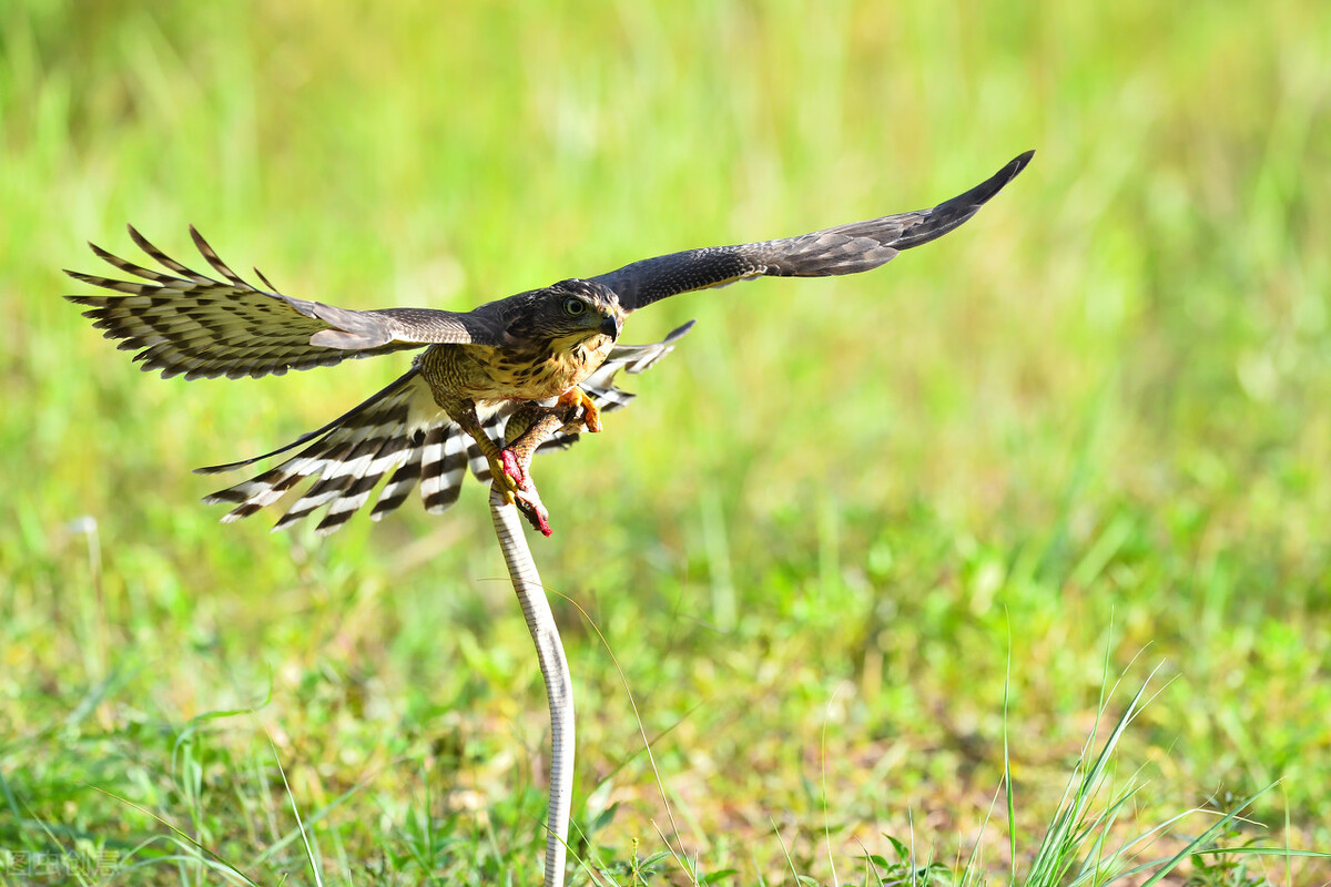 蛇为什么惧怕雄黄,有的蛇为什么不惧怕雄黄