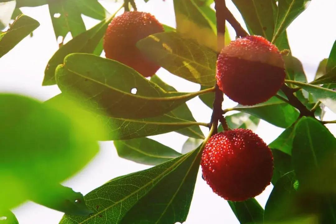 红了!红了!开采啦