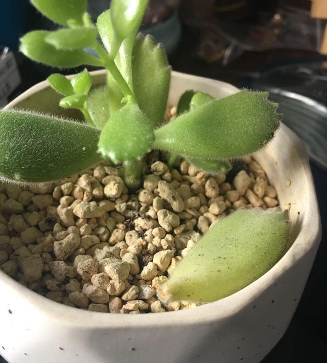 多肉夏季叶子老掉怎么办,多肉夏天老是掉叶子怎么办