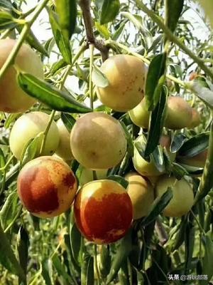 冬枣为啥是沾化特产,沾化冬枣几月成熟