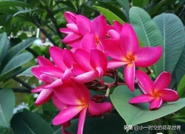 花花世界很美好下一句,花花世界很独特