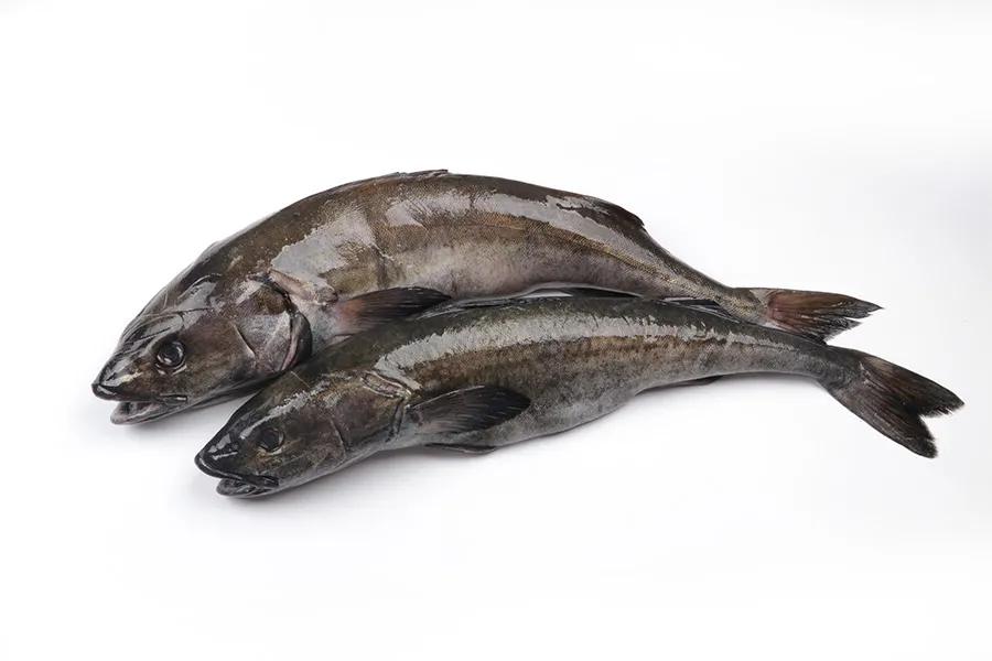 中国本土正宗鱼类品种大全,进口鱼类最新消息