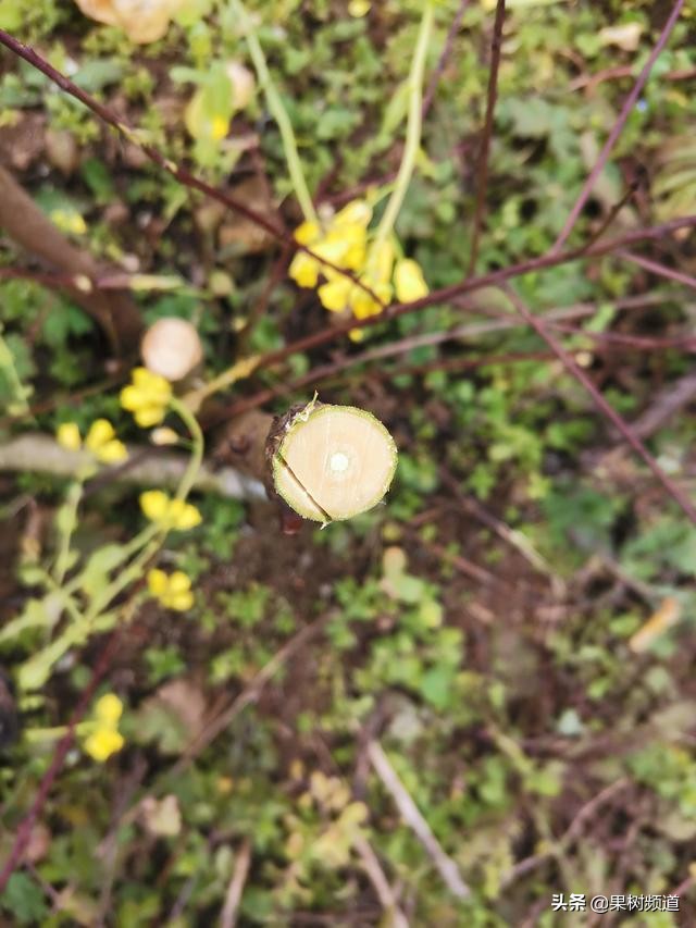 李子嫁接成活要不要修枝,村民种植果树亏本