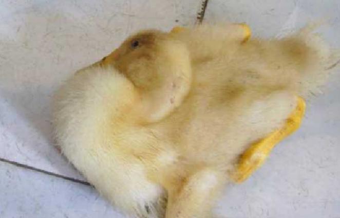 巴氏杆菌病症状和表现,巴氏杆菌病临床