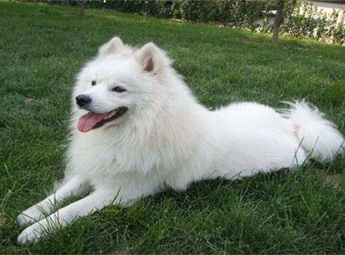 关于萨摩耶的发情期，你了解多少？发情期要注意哪些问题？