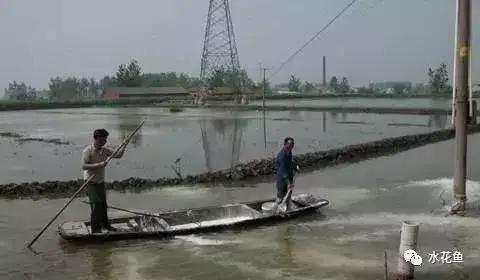 鱼苗白尾什么原因,鱼苗白嘴病的治疗