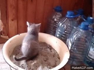 猫咪乱尿科学解释,猫咪乱尿是泌尿系统出问题了吗