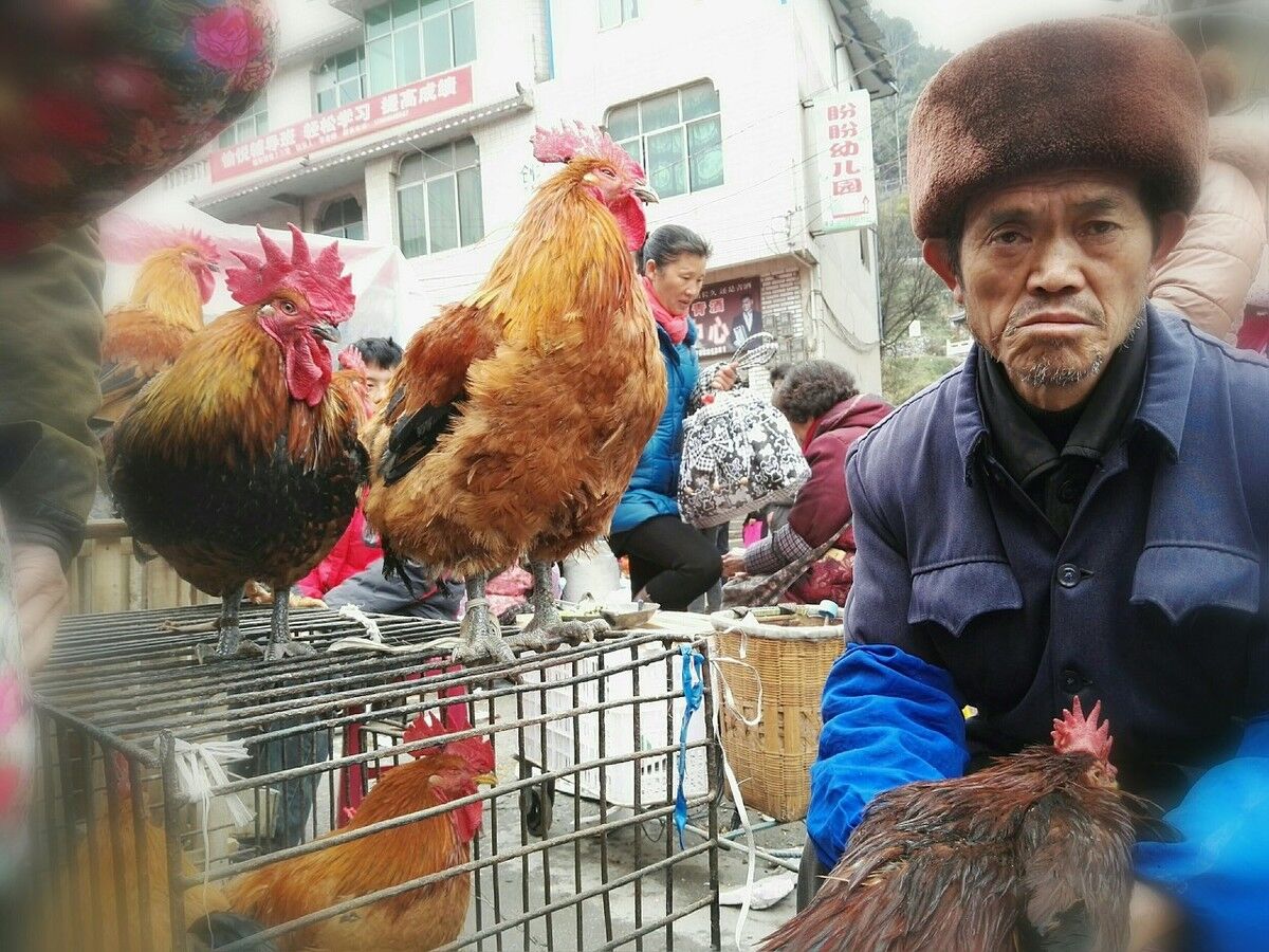 鸡鸭价格为什么下跌,2020鸡鸭价下跌原因