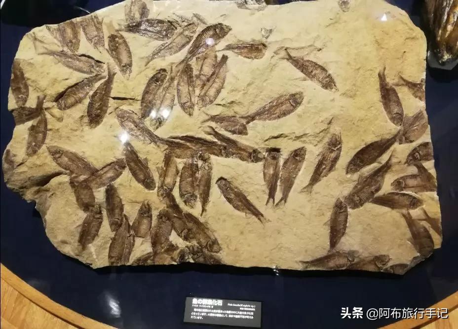 名古屋都有什么好吃的,名古屋有什么中国美食