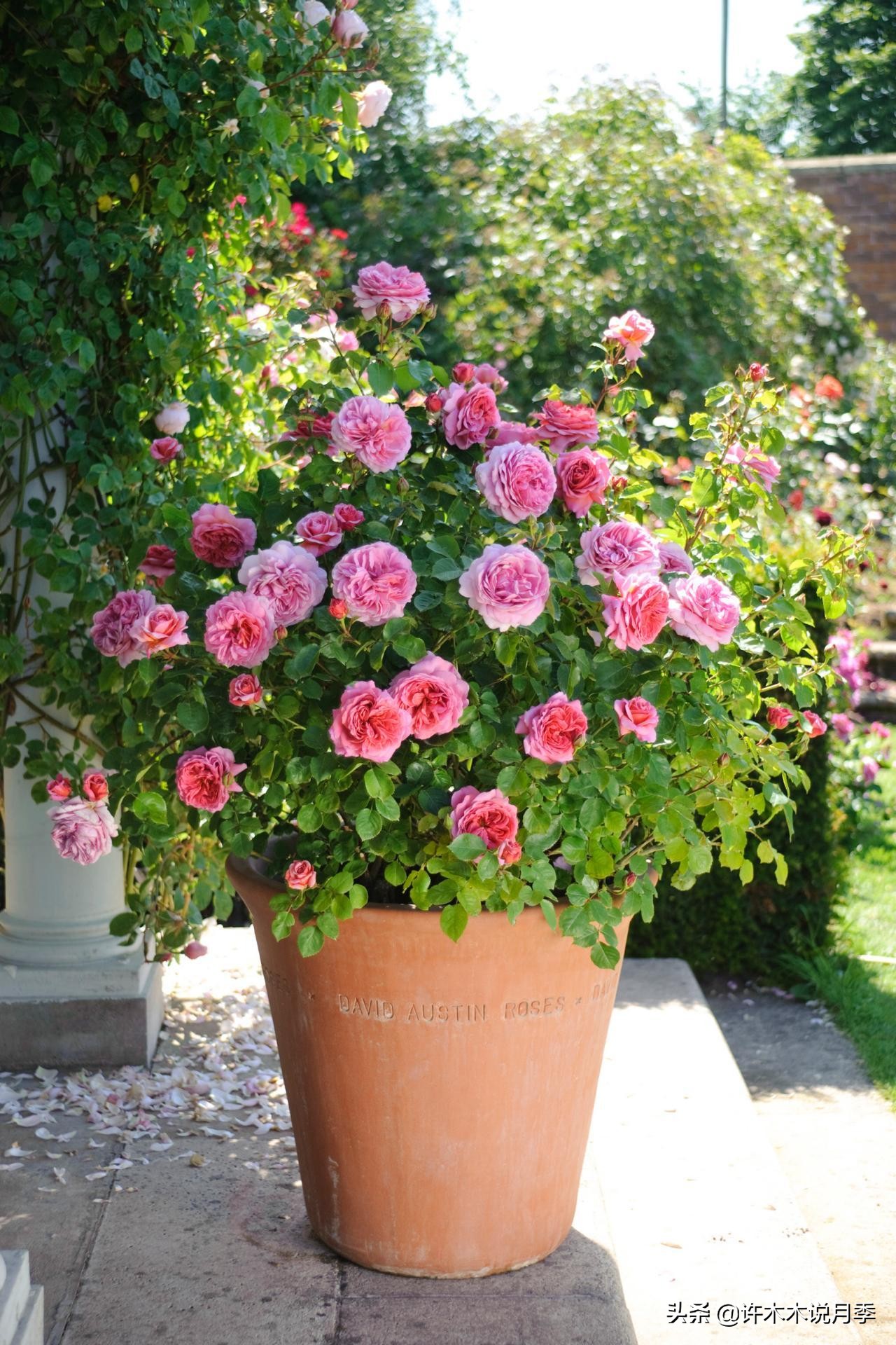 买到牙签苗怎么办,月季牙签苗能买吗