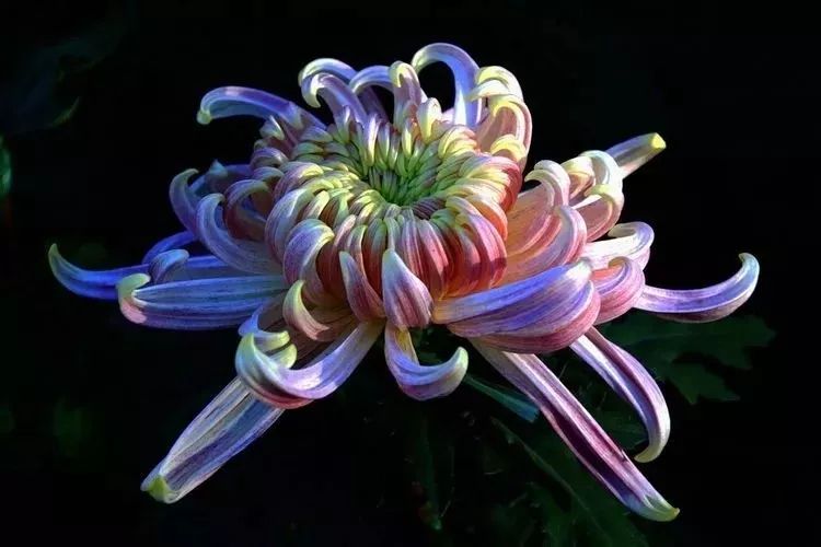 花中四君子菊花国画用笔,花中四君子菊花高清图片