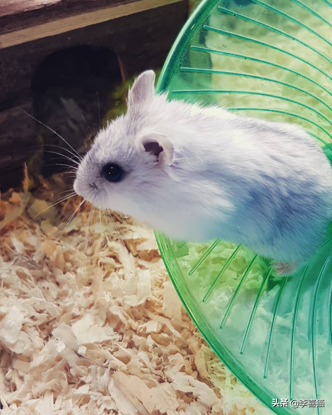 仓鼠是独居好还是群居好,养一只仓鼠会孤独吗