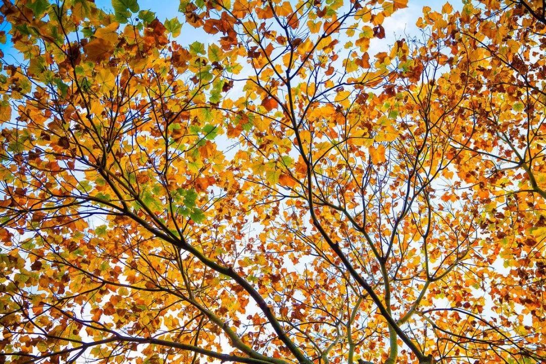 乔丹的钻石篮球鞋配置,我的篮球鞋进化史乔丹