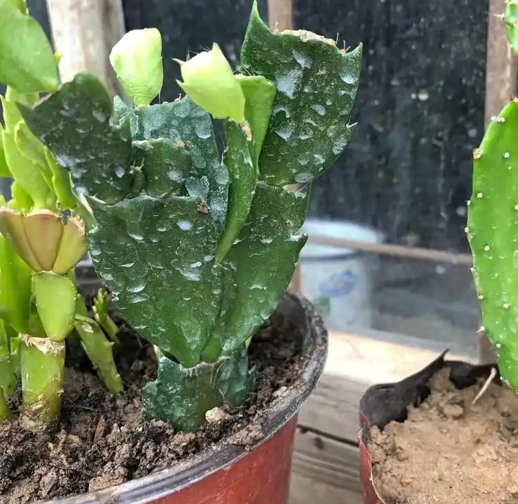 一年四季不死的十种花水养,浇水过多死的植物