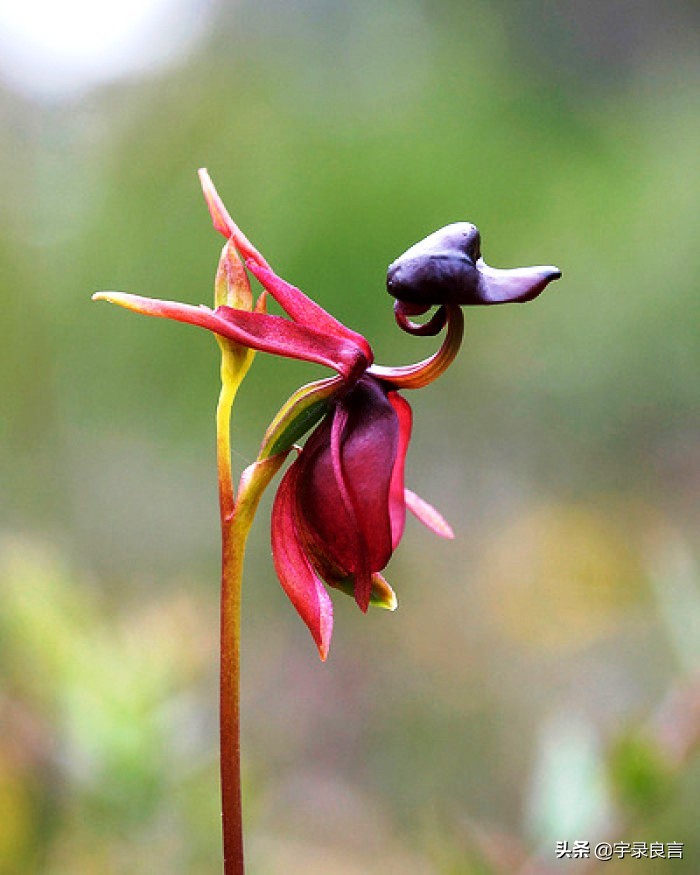 适合成年人黑色的幽默段子,最新的黑色幽默的段子