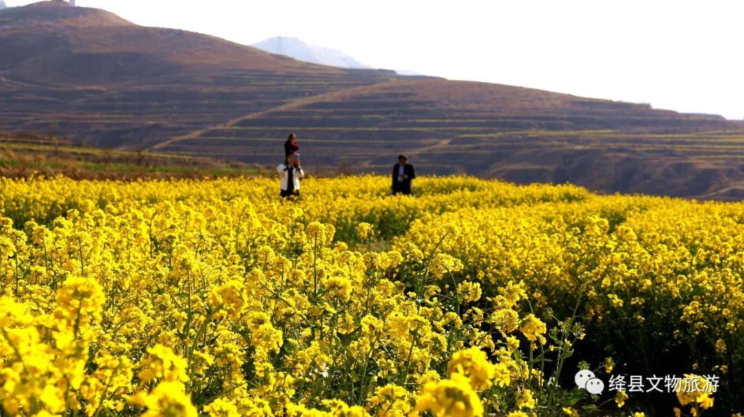 美丽乡村百花开,美丽乡村百花节