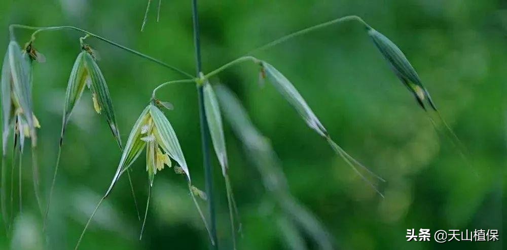 野燕麦杂草,野燕麦卖给谁