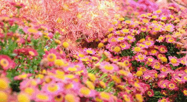 花的好句摘抄大全优美,关于花的好词好句10个字