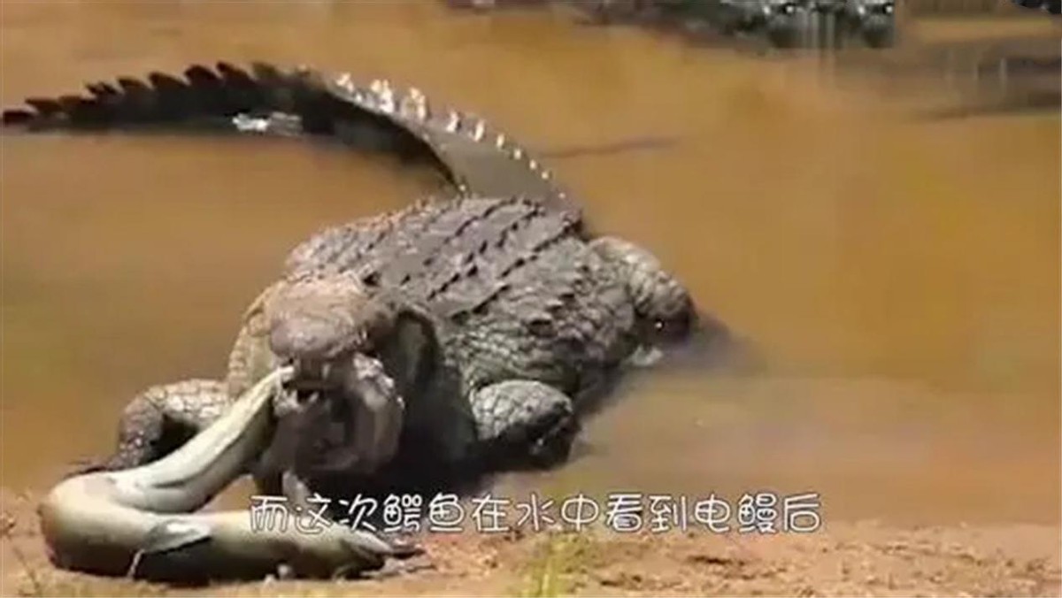 无知鳄鱼袭击电鳗,鳄鱼咬电鳗被电