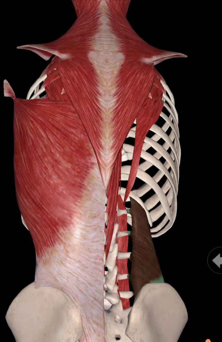 练好肌肉防腰痛,腰痛肌肉劳损