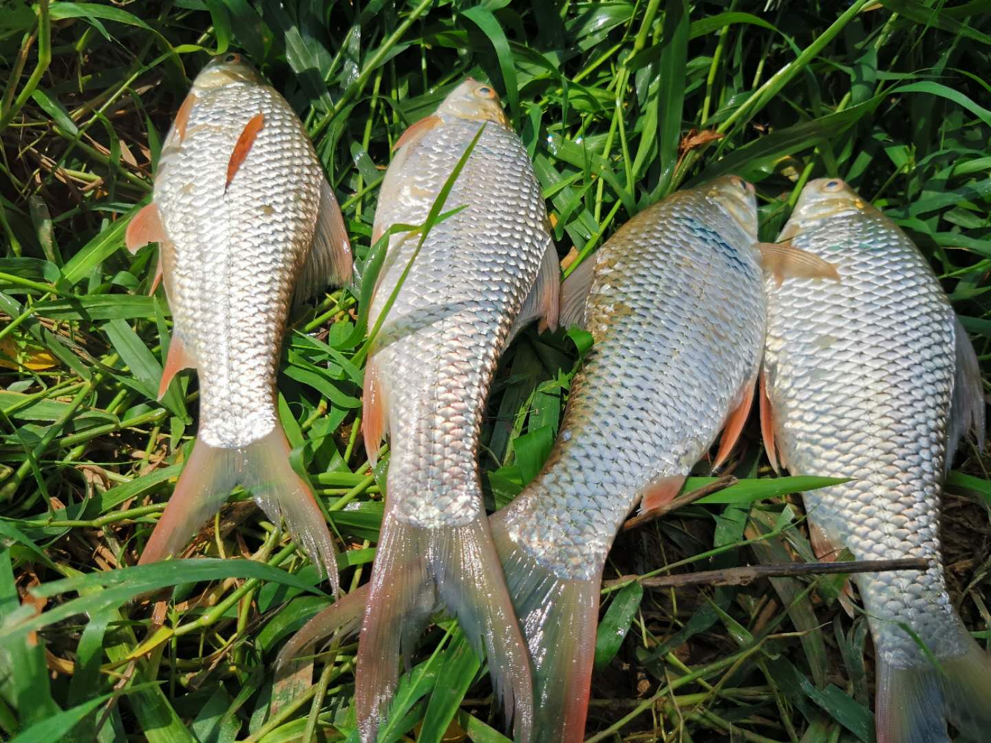 钓土鲮遇到小罗非多怎么办,小罗非闹窝用麻团钓法