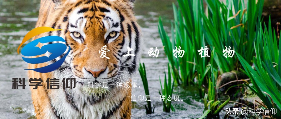 恐龙庞大体型的原因竟然是这样的,恐龙是如何进化到这么大型的