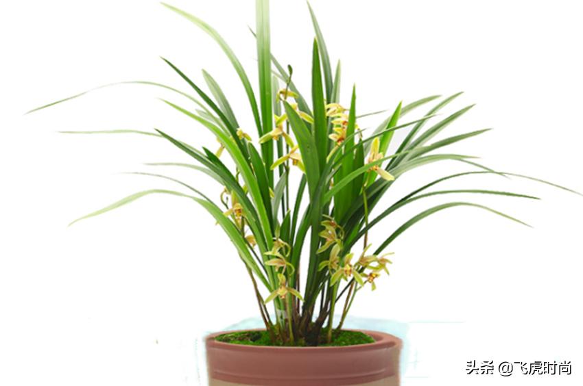 哪种兰花好养开花好看香味好,什么兰花最好养又香开花时间又长