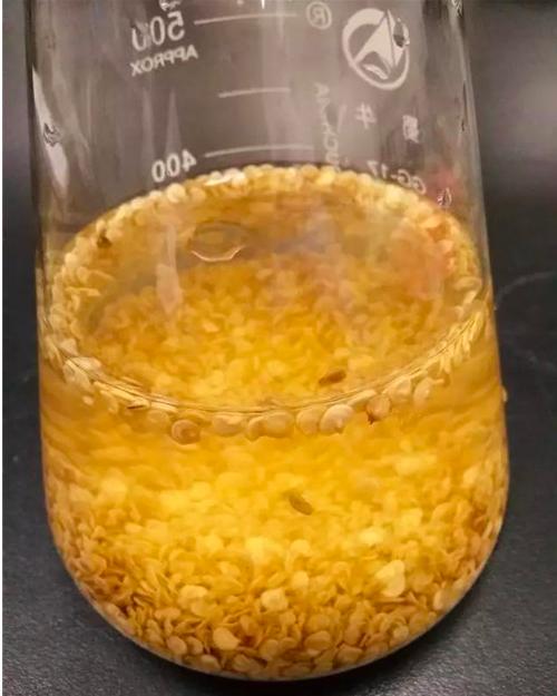 治疗工业辣椒炭疽病的高效农药,辣椒细菌性叶斑病和炭疽病区分